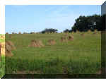 wp1.JPG (66800 bytes)